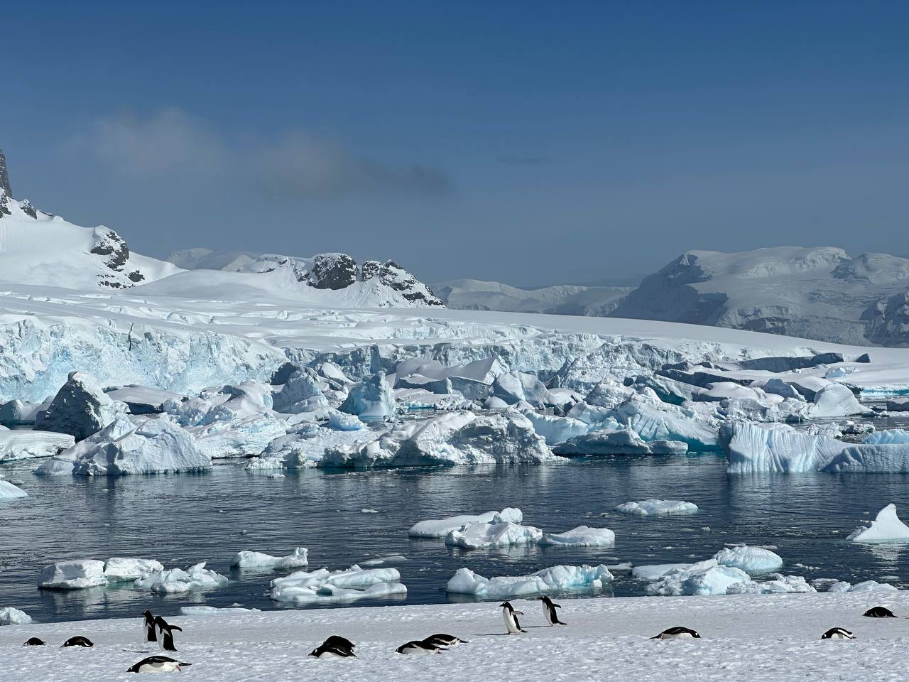 Cuverville Island全景